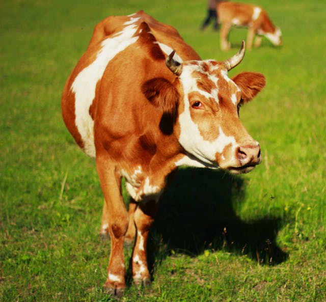 A picture of a cow on a farm